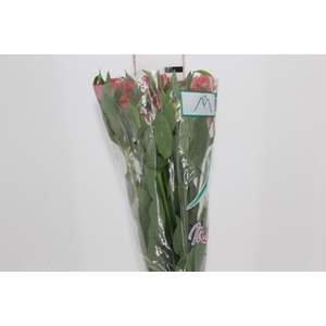 ALSTROEMERIA HOT PEPPER 080 CM