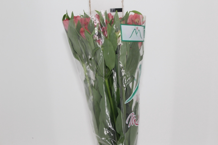 ALSTROEMERIA HOT PEPPER 080 CM