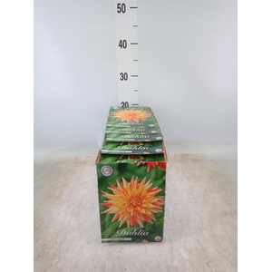 Dahlia   ...flowerbulbs