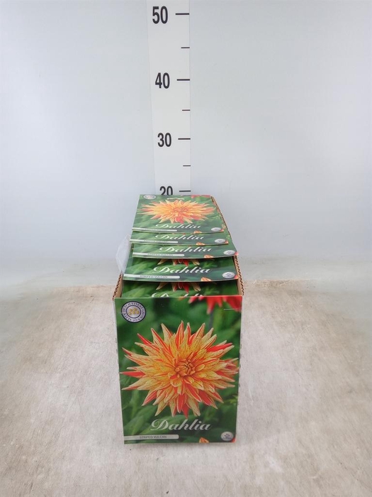 <h4>Dahlia   ...flowerbulbs</h4>