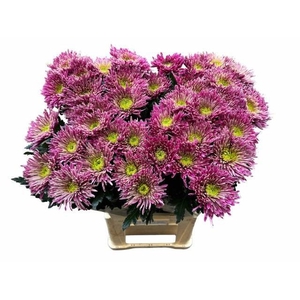CHR G TULA PURPLE