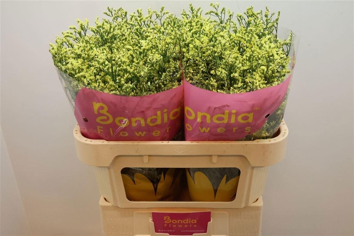 <h4>LIM SIN CHINA SUMMER</h4>