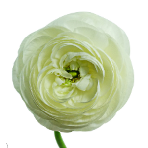 RANUN. ELEGANCE BRANCO 050 CM