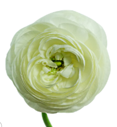 RANUN. ELEGANCE BRANCO 030 CM