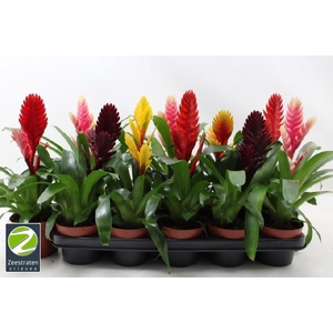 VRIES GEM 6 SRT