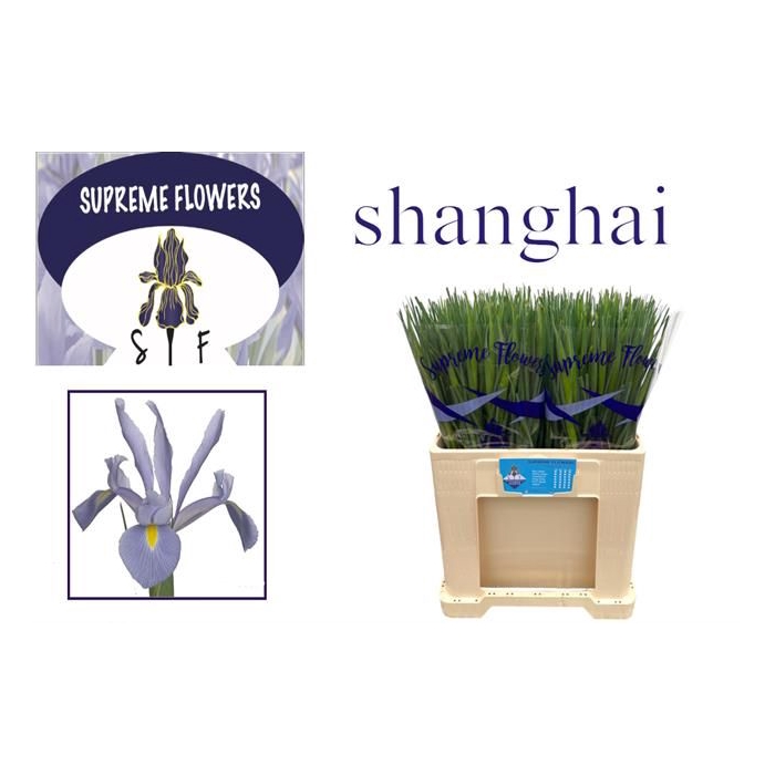 <h4>IRIS SHANGHAI</h4>