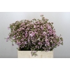 Chamelaucium Dancing Queen