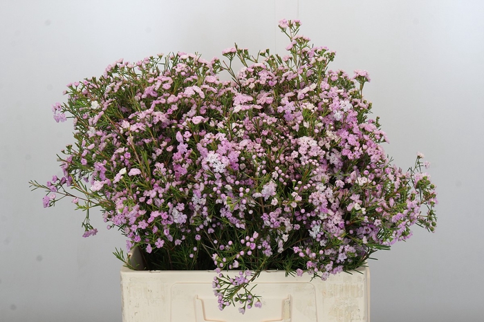 <h4>Chamelaucium Dancing Queen</h4>