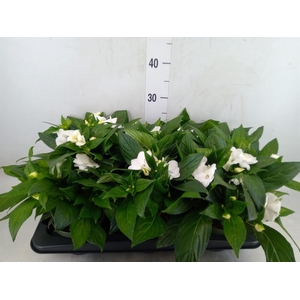 Impatiens NG 'Tamarinda White'