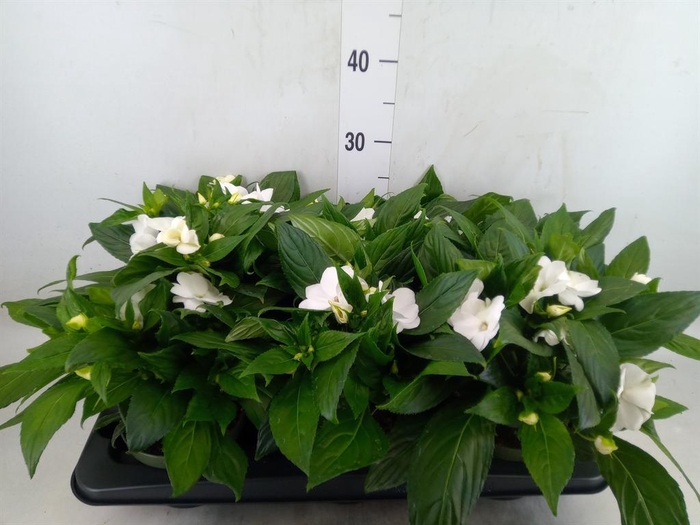 <h4>Impatiens NG 'Tamarinda White'</h4>