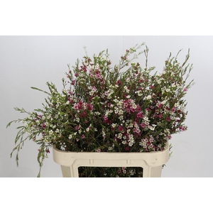 Chamelaucium uncinatum 'Dual Star'