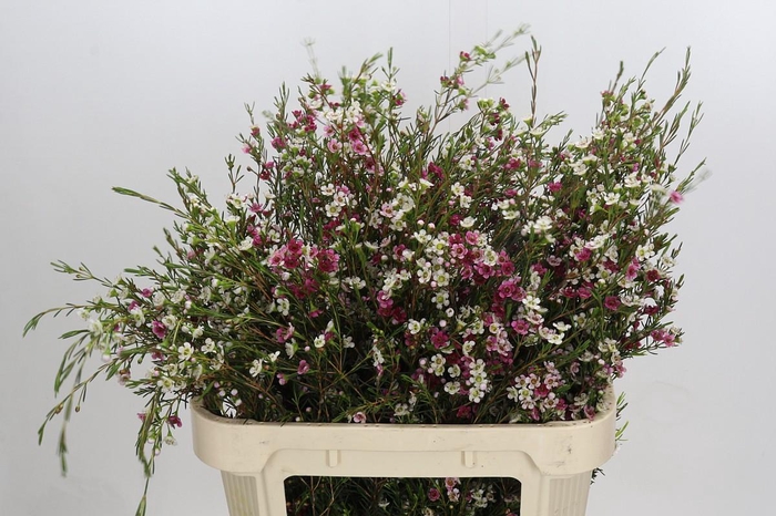 <h4>Chamelaucium uncinatum 'Dual Star'</h4>