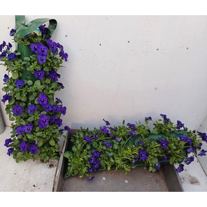 VIO CO SOR XP BLUEBL