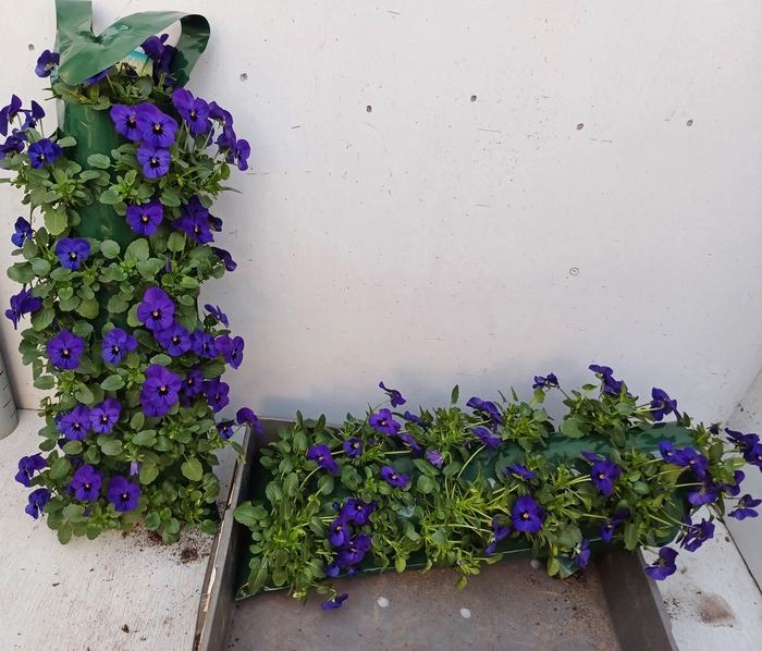 <h4>VIO CO SOR XP BLUEBL</h4>