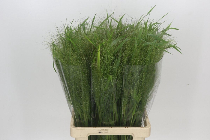 <h4>Panicum Fountain</h4>