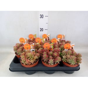 Sedum rubrotinctum 'Aurora'