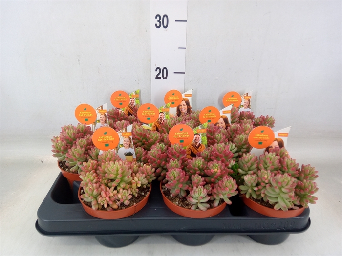 <h4>Sedum rubrotinctum 'Aurora'</h4>