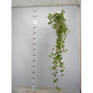 Hedera helix 'Eva'
