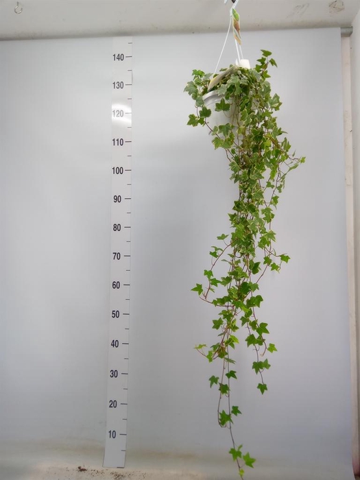 <h4>Hedera helix 'Eva'</h4>