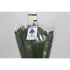 FOLHAGEM ASPIDISTRA ELATIOR 070 CM
