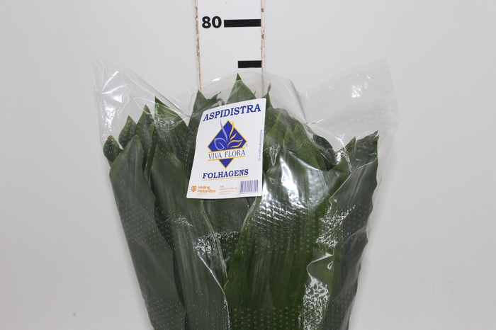 <h4>FOLHAGEM ASPIDISTRA ELATIOR 070 CM</h4>