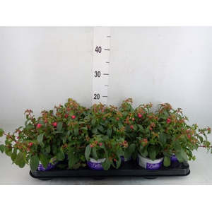 Fuchsia  'Bella Fuchsia Olivia'