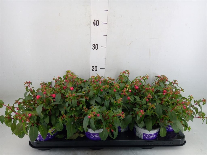 <h4>Fuchsia 'Bella Fuchsia Olivia'</h4>