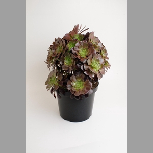 AEONIUM AB VELOURS