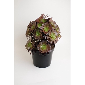 AEONIUM AB VELOURS