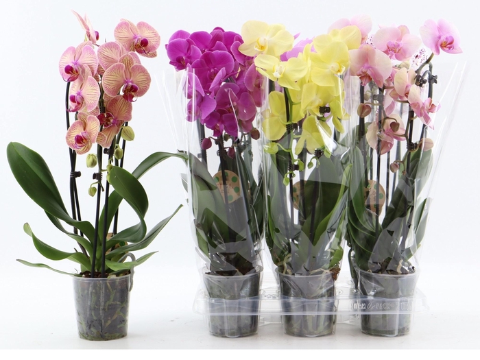 <h4>PHAL EL CASCADE</h4>