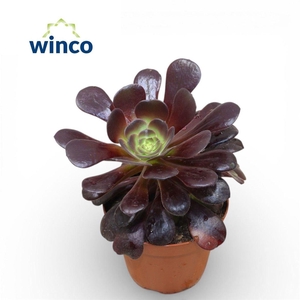 Aeonium arboreum 'Velours'