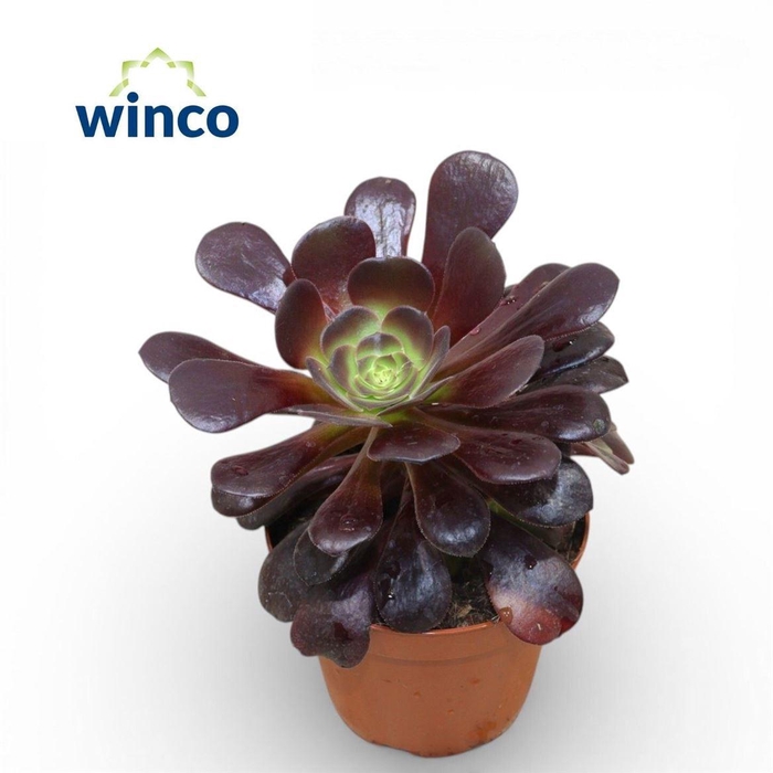 <h4>Aeonium arboreum 'Velours'</h4>