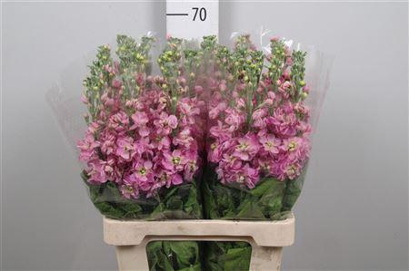 <h4>Matth Milla Pink</h4>