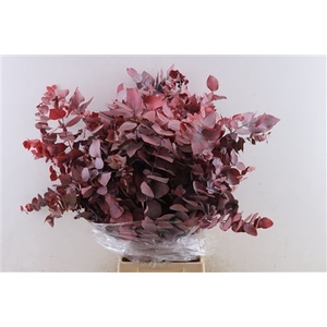 PRES EUCA STUARTIANA RED BUNCH