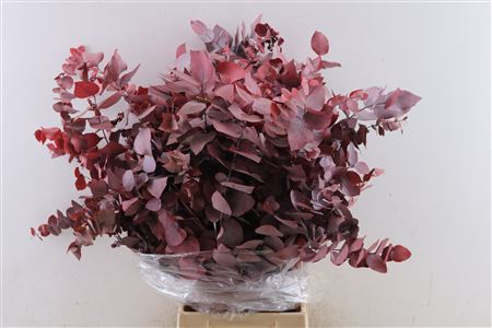 <h4>PRES EUCA STUARTIANA RED BUNCH</h4>