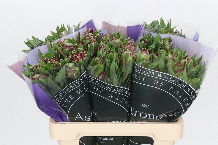 <h4>Alstroemeria Astronova Libra</h4>