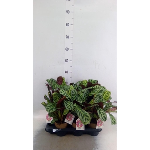 Calathea   ...