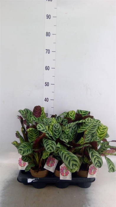 <h4>Calathea   ...</h4>