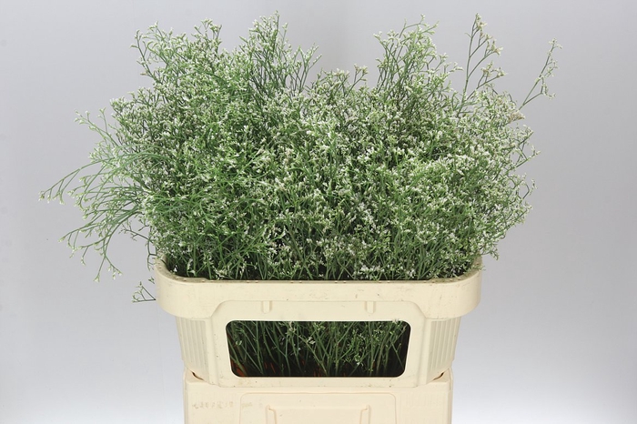 <h4>Lim. Casp White Neto</h4>