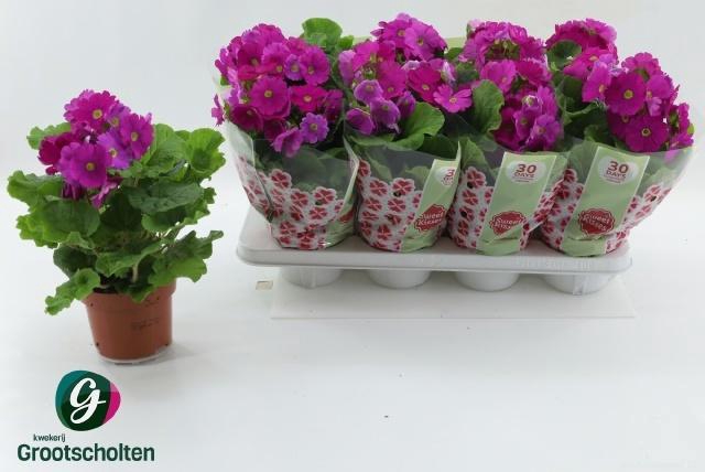 <h4>PRIM OB SWEETKIS ARO</h4>