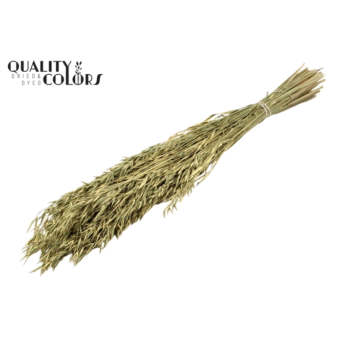 <h4>Avena per bunch Antique Green</h4>