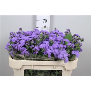 Ager H Blue Horizon