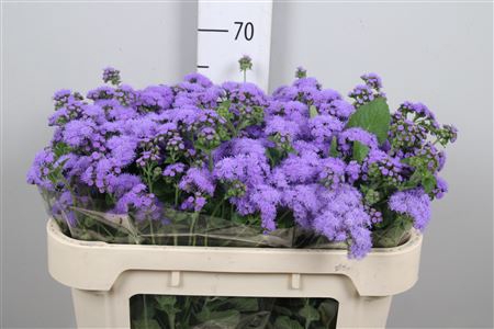<h4>Ager H Blue Horizon</h4>