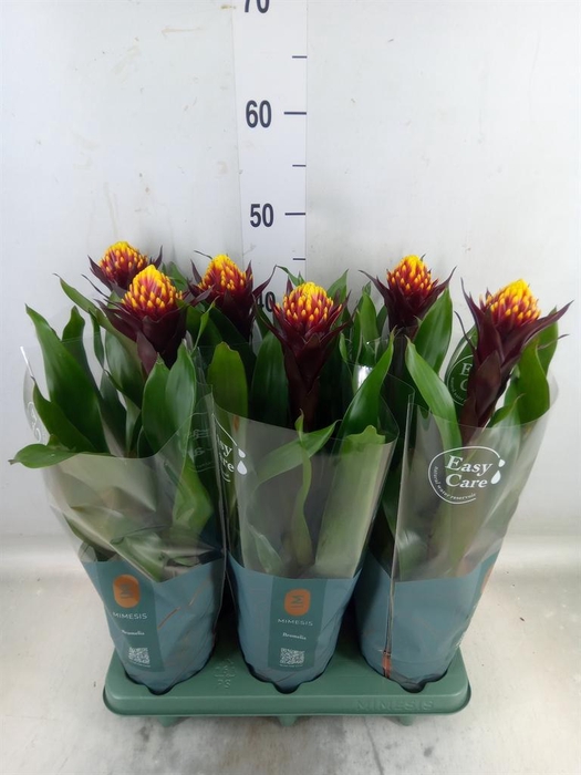 <h4>Guzmania  'Akabar'</h4>