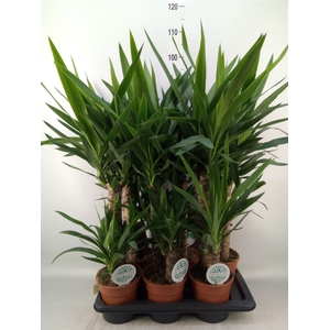 Yucca   ...