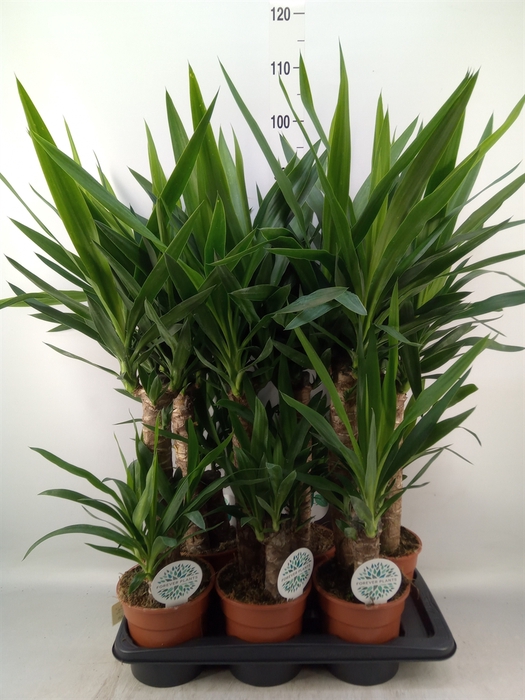 <h4>Yucca   ...</h4>