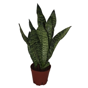 Sansevieria zeylanica