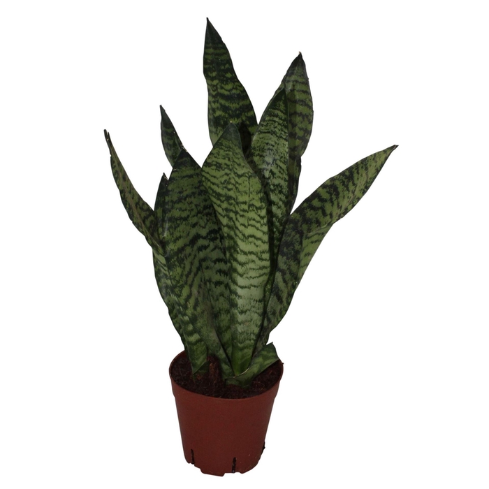 <h4>Sansevieria zeylanica</h4>