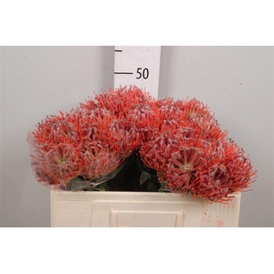 Leuco Scarlet Ribbon