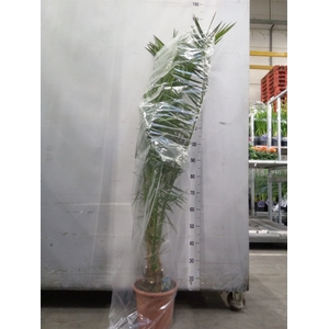 Phoenix canariensis